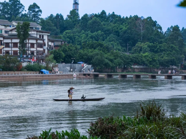 蘇稽古鎮(zhèn)的漁民在進(jìn)行魚(yú)鷹捕魚(yú)表演。本報(bào)記者 伊霄攝