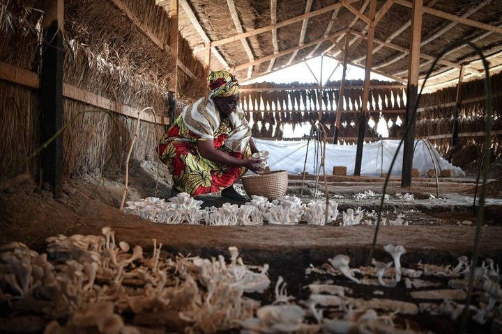 2024年2月6日，在中非共和國(guó)達(dá)馬拉，法蒂瑪在菇棚內(nèi)收獲菌草菇。2022年，法蒂瑪在聽(tīng)說(shuō)中國(guó)菌草專(zhuān)家在班吉傳授技術(shù)后主動(dòng)前往學(xué)習(xí)，從一間小菌棚起步，逐漸擴(kuò)大為如今小有名氣的合作社。新華社記者 韓旭 攝