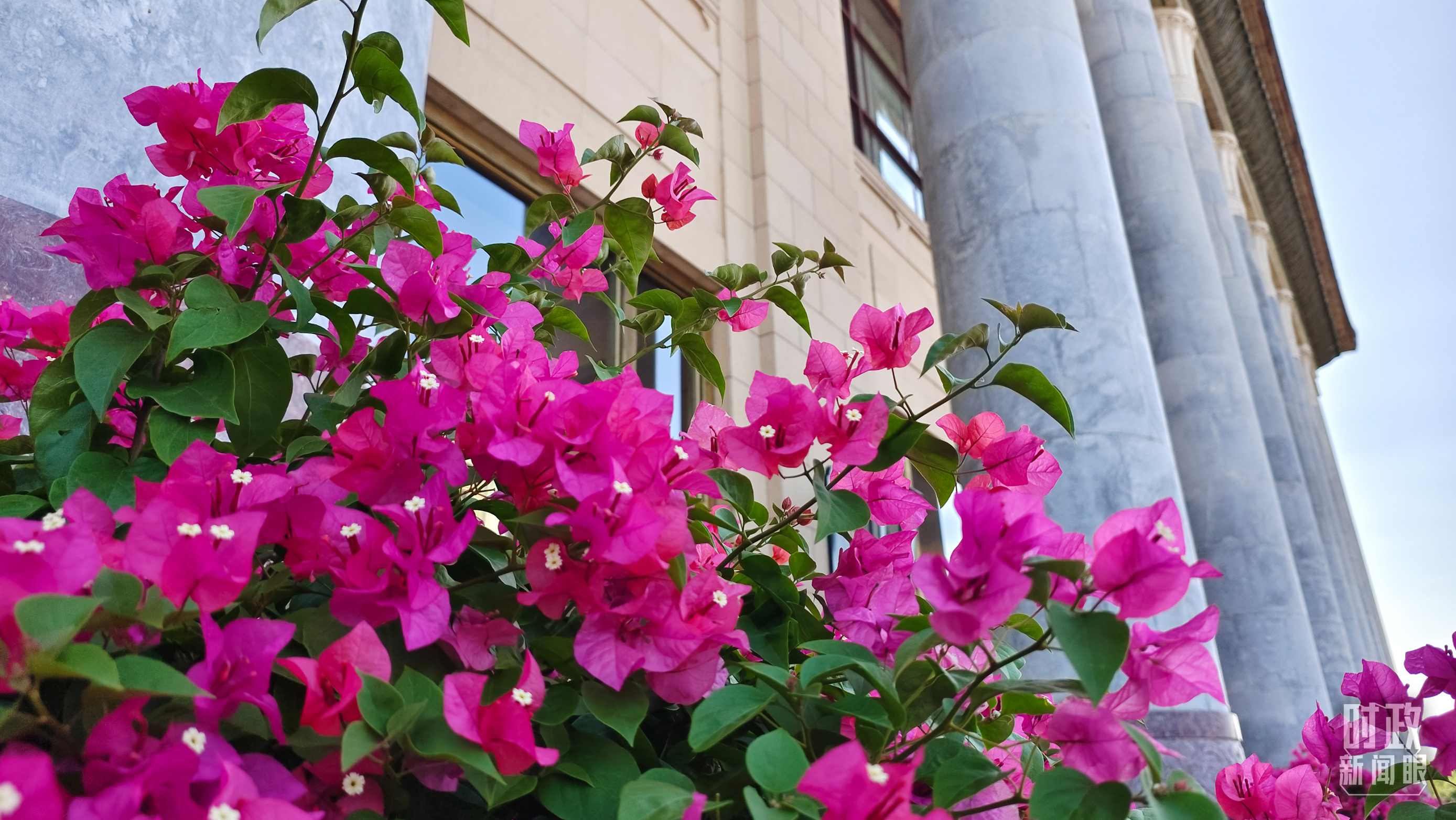 △人民大會堂外花團(tuán)錦簇。（總臺央視記者韓銳拍攝）