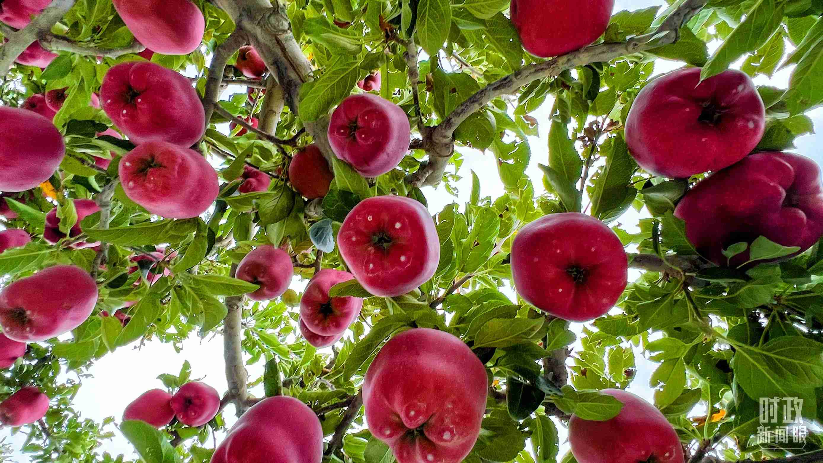 △ 麥積區(qū)南山花牛蘋果基地。（總臺(tái)央視記者程鋮拍攝）