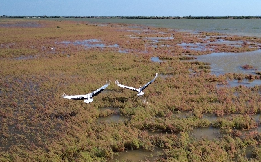 2024年8月28日，丹頂鶴在黃河三角洲國家級自然保護區(qū)展翅翱翔（無人機照片）。新華社記者 徐速繪 攝
