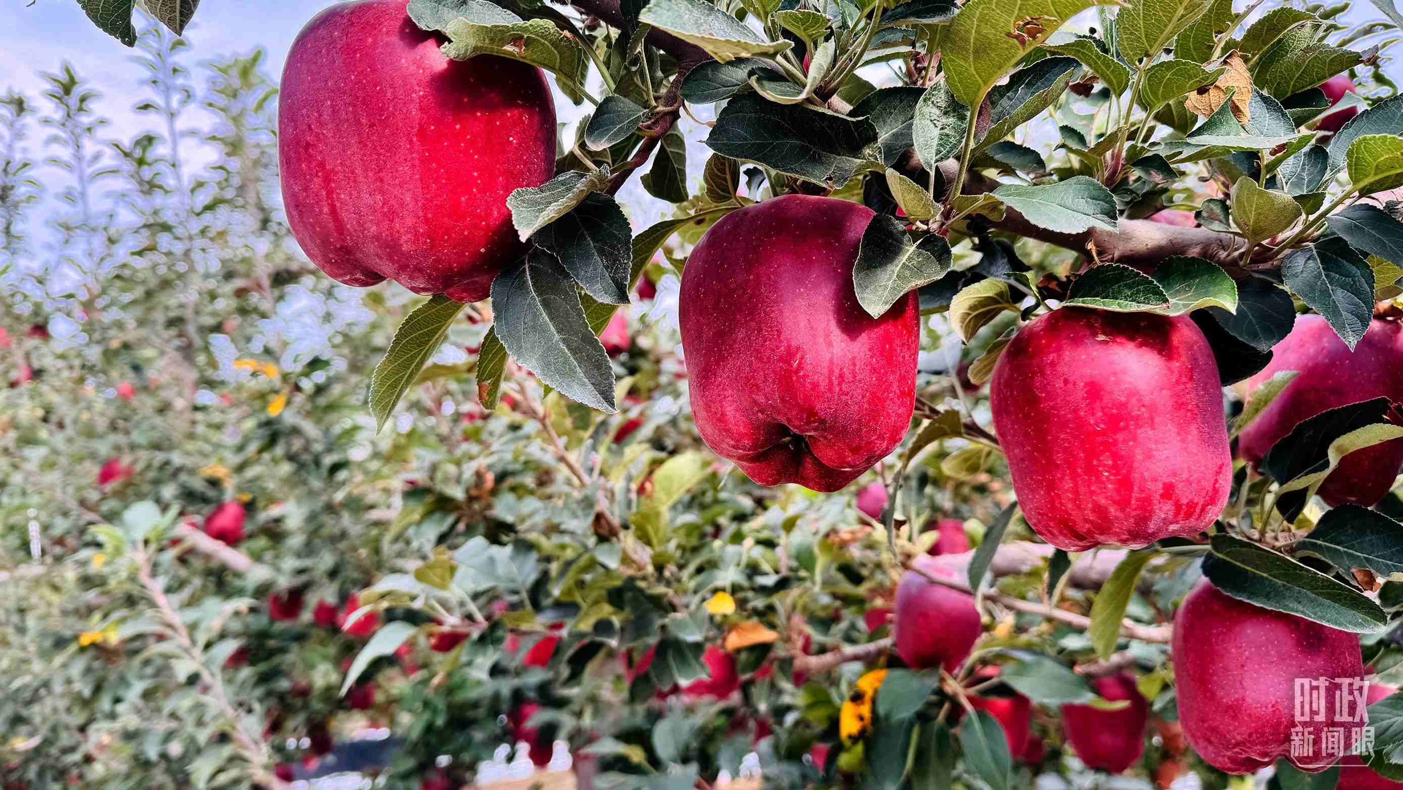 △ 麥積區(qū)南山花牛蘋果基地。（總臺(tái)央視記者黎兵拍攝）