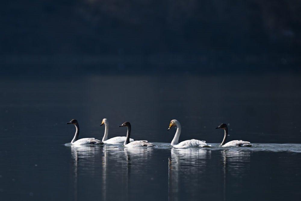 2023年11月30日，天鵝在青海省海東市化隆回族自治縣群科鎮(zhèn)境內(nèi)的黃河上游弋。近年來，青海省加大力度保護(hù)治理境內(nèi)黃河流域，改善當(dāng)?shù)厣鷳B(tài)環(huán)境，為越冬候鳥提供良好棲息地。