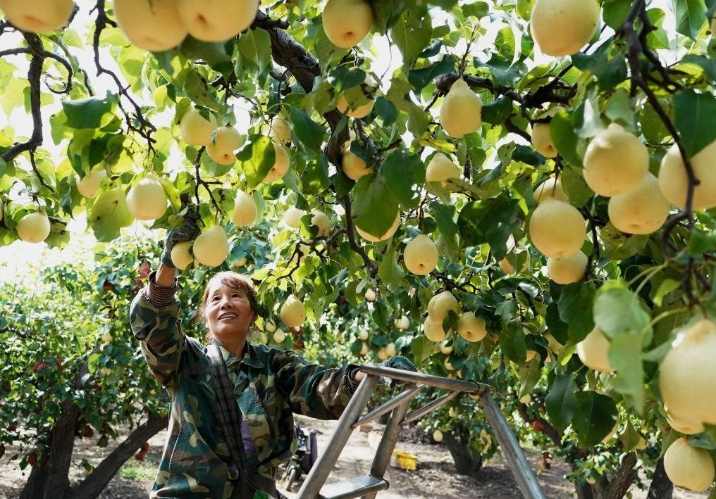 9月13日，河北省晉州市的農民在果園采摘鴨梨。新華社記者楊世堯 攝