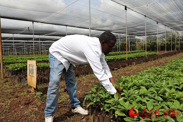 農(nóng)場協(xié)調(diào)員艾哈邁德·耶曼正在檢查咖啡幼苗。人民網(wǎng)記者 沈小曉攝