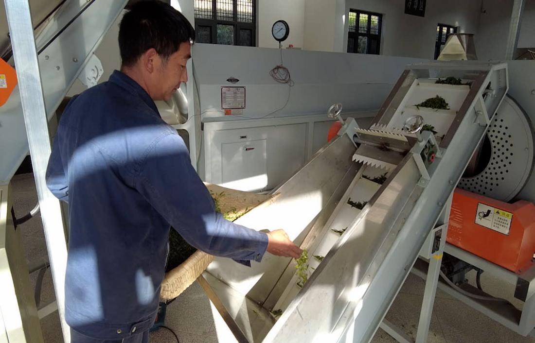  茶廠工人正在查看茶青質(zhì)量。 受訪者供圖