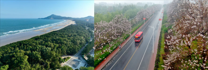 拼版照片：左圖為位于東山縣金鑾灣沿岸的木麻黃防護(hù)林帶（無(wú)人機(jī)照片，新華社記者 姜克紅 攝）；右圖為2021年4月20日在蘭考縣焦裕祿干部學(xué)院附近拍攝的泡桐花（無(wú)人機(jī)照片，新華社記者 郝源 攝）。