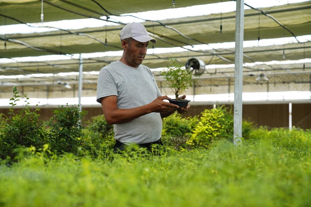 7月28日，在烏茲別克斯坦錫爾河州的上合組織農(nóng)業(yè)基地中烏現(xiàn)代農(nóng)業(yè)科技示范園，工作人員檢查盆栽植物。新華社發(fā)（扎法爾攝）