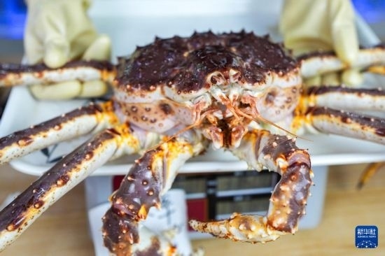 這是9月20日在吉林省琿春市的東北亞跨境電商產業(yè)園內的帝王蟹保稅店拍攝的帝王蟹。新華社記者 許暢 攝