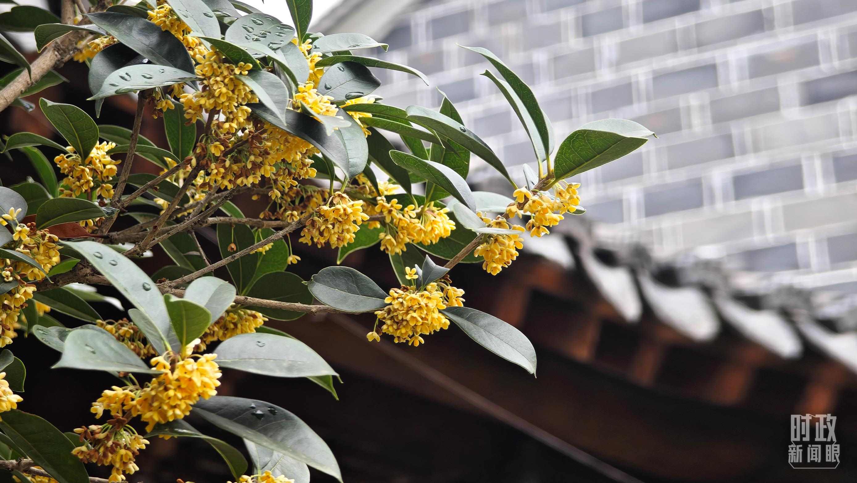 △六尺巷。（總臺(tái)央視記者趙化、彭漢明拍攝）