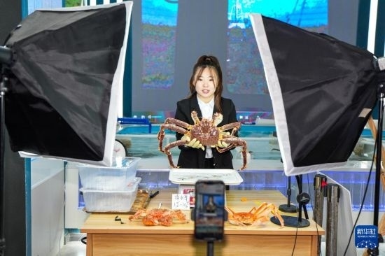 9月20日，在吉林省琿春市的帝王蟹保稅店內，工作人員進行網絡直播售賣帝王蟹。新華社記者 許暢 攝