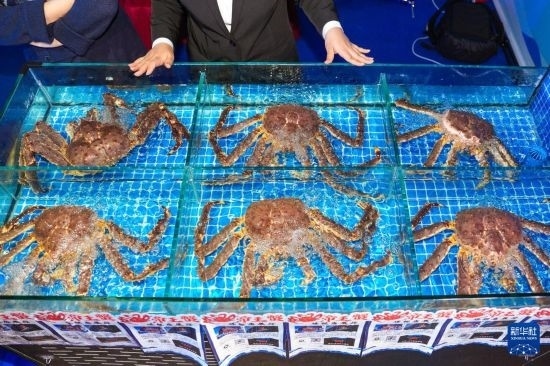 這是9月19日拍攝的吉林省琿春市一商家所售賣的帝王蟹。新華社記者 許暢 攝