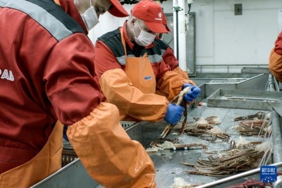 俄羅斯蟹業(yè)集團的工作人員在生產線上加工產品（資料照片）。新華社發(fā)（俄羅斯蟹業(yè)集團供圖）