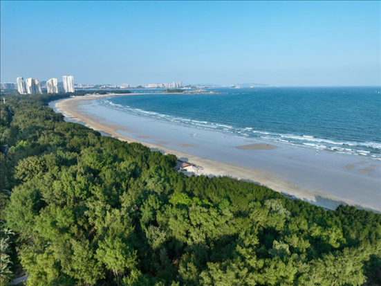 郁郁蔥蔥的東山縣沿海防護林（無人機拍攝）。新華社記者 姜克紅 攝
