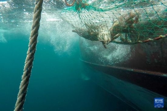這是俄羅斯蟹業(yè)集團的捕撈船進行遠洋捕撈的資料照片。新華社發(fā)（俄羅斯蟹業(yè)集團供圖）