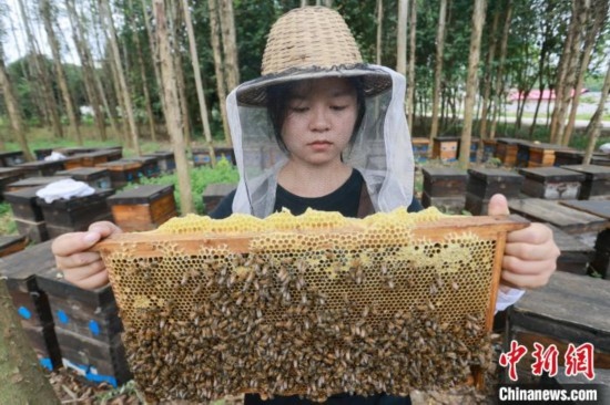 吳素英查看蜂蜜產蜜情況。湯曉逵 攝