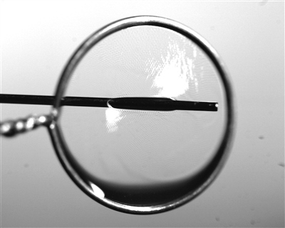 液膜被銅針穿透時(shí)仍能保持不破裂。 受訪者供圖