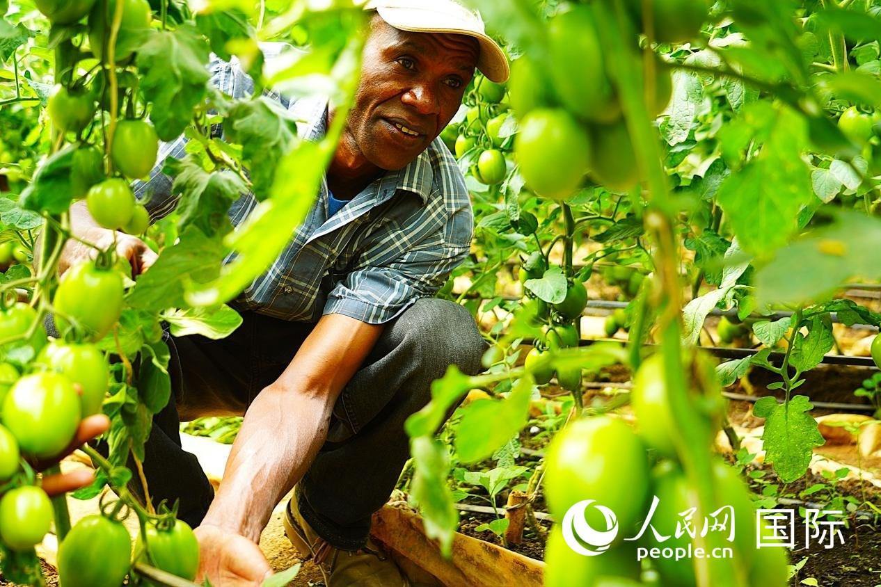 肯尼亞納庫(kù)魯郡，當(dāng)?shù)剞r(nóng)民喬納·卡蘭賈家的溫室大棚里，番茄長(zhǎng)勢(shì)喜人。人民網(wǎng)記者 黃煒鑫攝