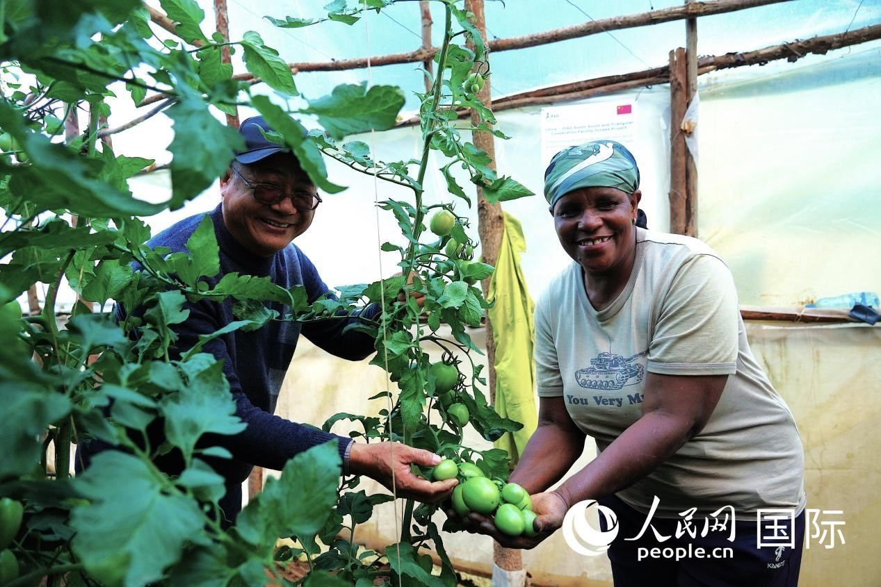 肯尼亞納庫(kù)魯郡，南京農(nóng)業(yè)大學(xué)援非專家劉高瓊和當(dāng)?shù)剞r(nóng)民瑪麗·姆旺吉在溫室大棚里查看番茄種植情況。人民網(wǎng)記者 黃煒鑫攝