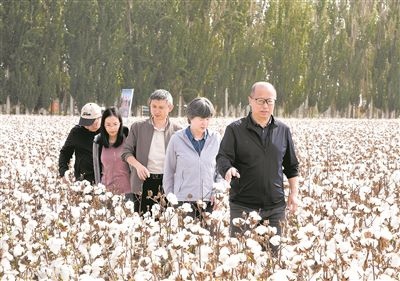 李召虎團(tuán)隊成員在棉田了解試驗(yàn)情況。 受訪單位供圖