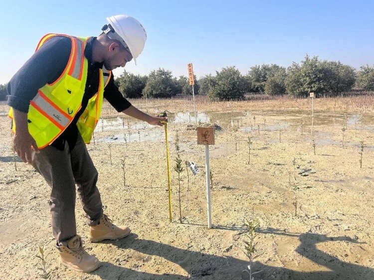 工作人員在監(jiān)測(cè)紅樹(shù)苗生長(zhǎng)情況。中國(guó)土木供圖