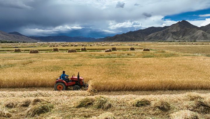 2024年9月10日在西藏日喀則市白朗縣巴扎鄉(xiāng)拍攝的秋收?qǐng)鼍埃o(wú)人機(jī)照片）。新華社記者 晉美多吉 攝
