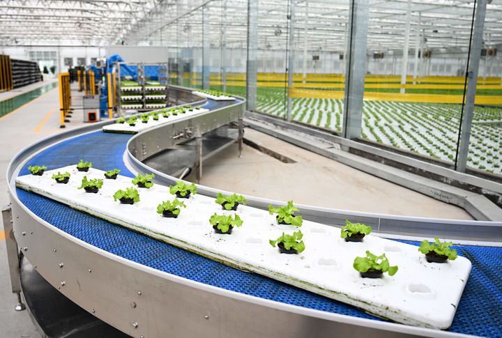 2024年12月12日在內(nèi)蒙古鄂爾多斯市達(dá)拉特旗內(nèi)蒙古現(xiàn)代數(shù)字農(nóng)業(yè)科技產(chǎn)業(yè)園拍攝的生菜苗。 新華社記者 貝赫 攝