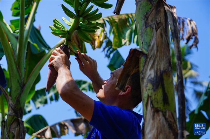 12月23日，中國熱帶農(nóng)業(yè)科學(xué)院專家趙增賢在斯里蘭卡馬坎杜拉為當(dāng)?shù)剞r(nóng)戶做技術(shù)示范。新華社記者 陳冬書 攝