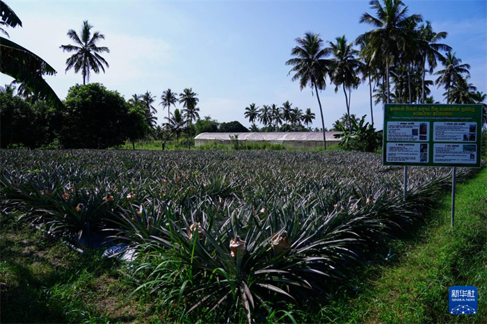 這是12月23日在斯里蘭卡馬坎杜拉拍攝的中國技術(shù)試驗(yàn)田菠蘿田。新華社記者 陳冬書 攝