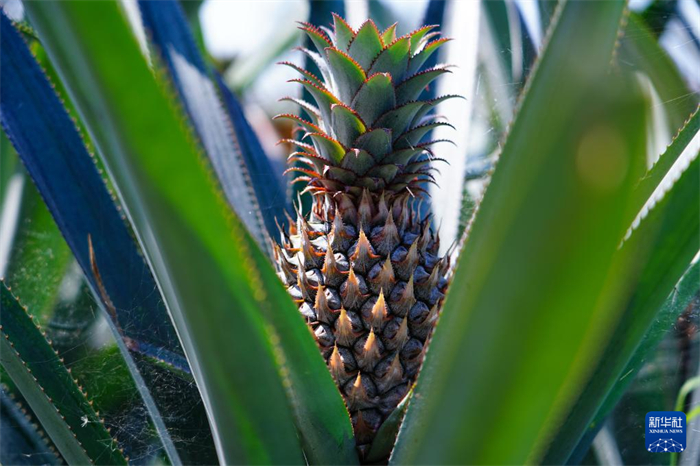 這是12月23日在斯里蘭卡馬坎杜拉拍攝的中國技術(shù)試驗(yàn)田里的菠蘿。新華社記者 陳冬書 攝