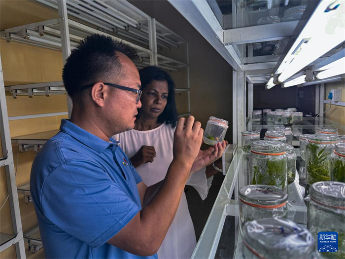 12月23日，在斯里蘭卡馬坎杜拉，中國專家與斯里蘭卡馬坎杜拉可持續(xù)農(nóng)業(yè)與發(fā)展研究中心主任達(dá)莎妮·賈亞曼納交流。新華社發(fā)（中國、聯(lián)合國糧農(nóng)組織與斯里蘭卡南南合作項(xiàng)目專家組供圖）