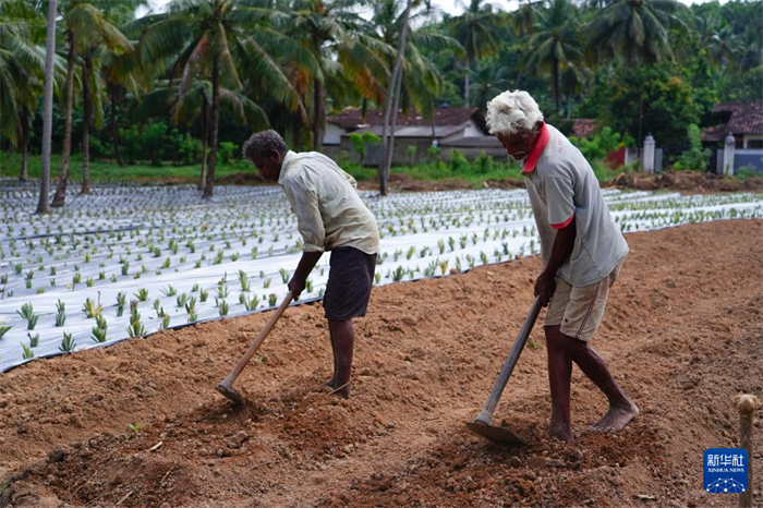 12月23日，斯里蘭卡馬坎杜拉的農(nóng)民在菠蘿田地里勞作。新華社記者 陳冬書 攝