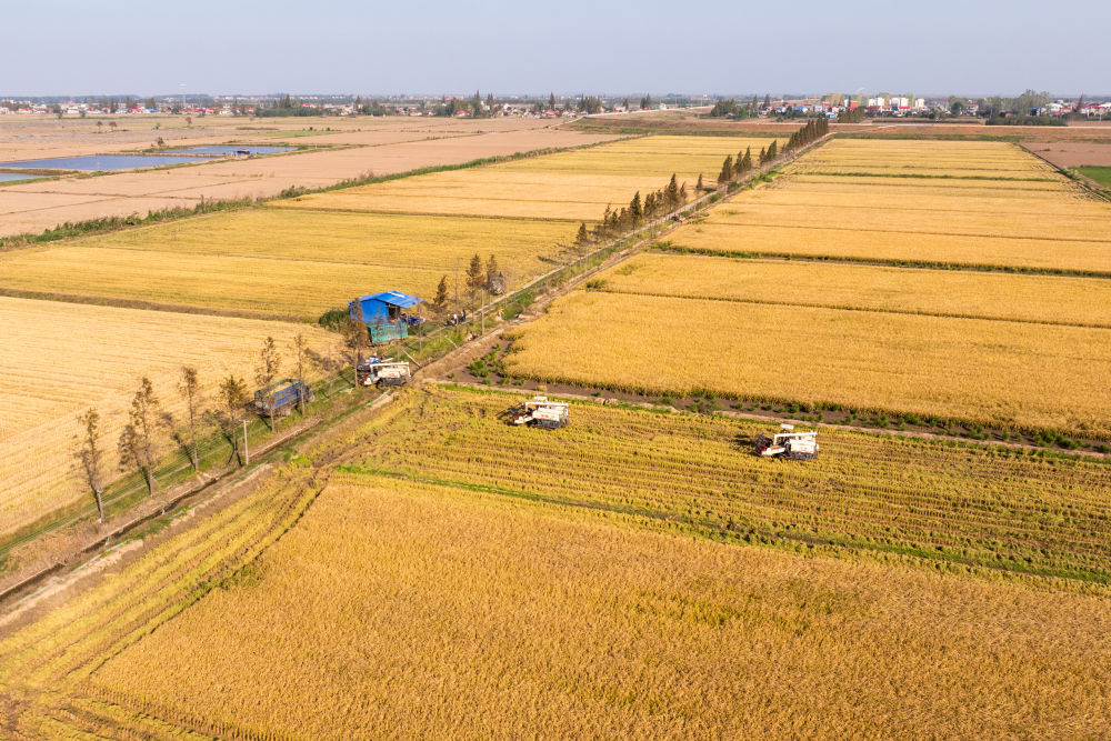 2024年11月1日，在湖南華容縣團洲垸，村民駕駛收割機收獲水稻（無人機照片）。新華社記者陳思汗 攝