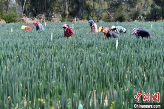 福建平潭:鹽堿地管護(hù)忙