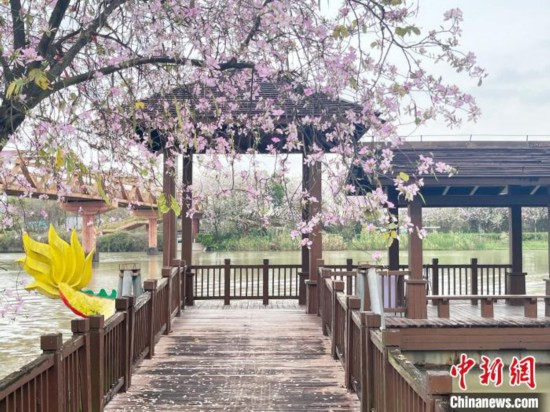 3月7日，廣州海珠國家濕地公園宮粉紫荊花海吸引游人。中新社記者 許青青 攝