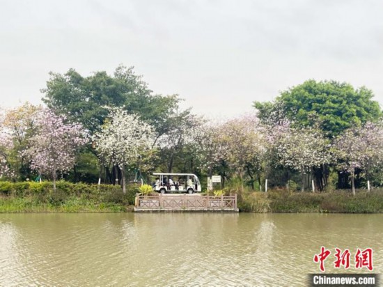 3月7日，廣州海珠國家濕地公園宮粉紫荊花海吸引游人。中新社記者 許青青 攝