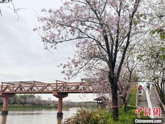 3月7日，廣州海珠國家濕地公園宮粉紫荊花海吸引游人。中新社記者 許青青 攝