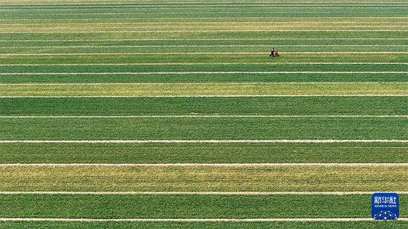 3月14日，在菏澤市鄆城縣潘渡鎮(zhèn)，農(nóng)民在麥田里施肥（無人機照片）。