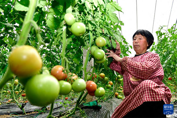 3月13日，在菏澤市鄆城縣張營街道，農(nóng)民在設施大棚里打理西紅柿。