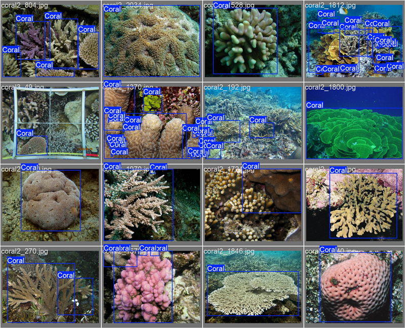 南海珊瑚識別。阿里云供圖