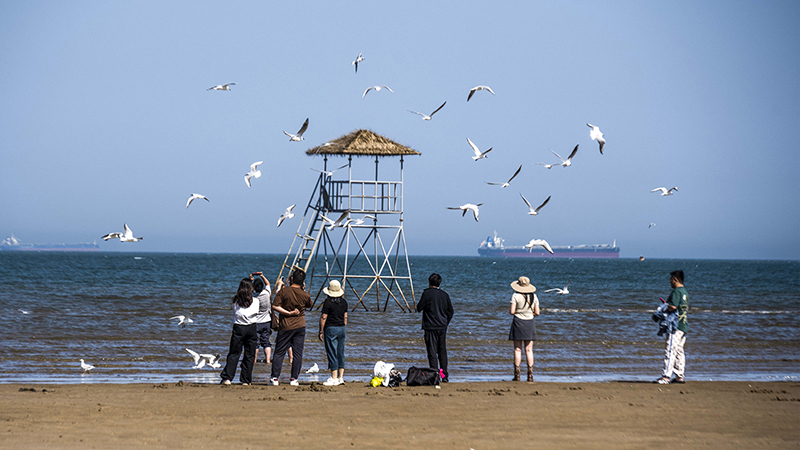 2024年5月12日，河北秦皇島，北戴河鴿子窩公園成群海鷗在天空中自由翱翔，與大海、藍(lán)天構(gòu)成了一幅美麗的畫卷。