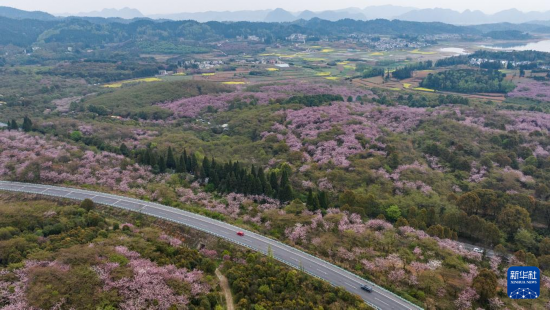 清鎮(zhèn)市紅楓湖鎮(zhèn)右二村旁的道路與花海相映（4月5日攝，無(wú)人機(jī)照片）。