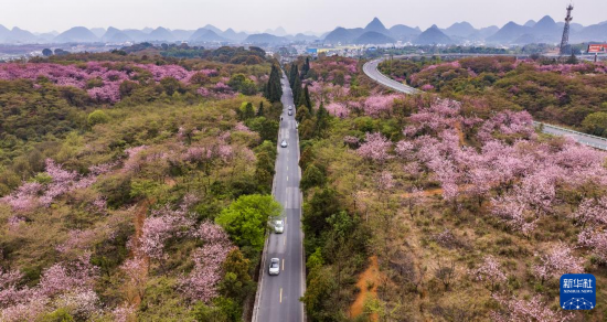 游客驅(qū)車(chē)前來(lái)清鎮(zhèn)市紅楓湖鎮(zhèn)右二村踏青游玩（4月5日攝，無(wú)人機(jī)照片）。