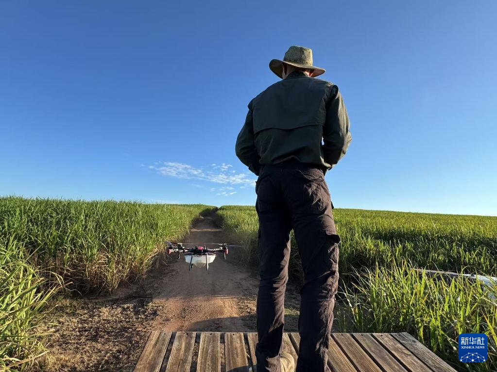 3月25日，在南非夸祖魯-納塔爾省的方廷希爾莊園，飛手操縱無(wú)人機(jī)為甘蔗林噴灑藥劑。新華社記者 白舸 攝