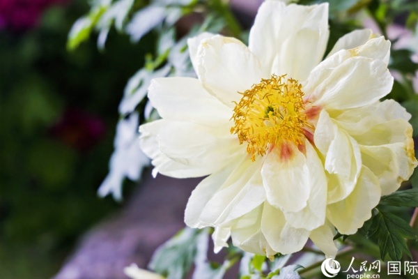 洛陽國家牡丹園牡丹盛開。 人民網(wǎng)記者 魯揚攝