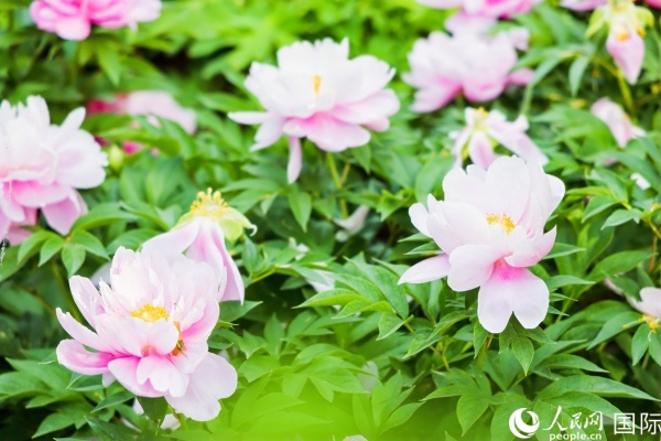 洛陽國家牡丹園牡丹盛開。 人民網(wǎng)記者 魯揚攝