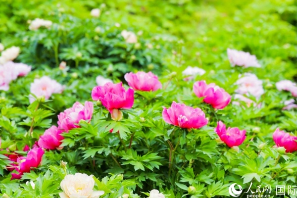 洛陽國家牡丹園牡丹盛開。 人民網(wǎng)記者 魯揚攝