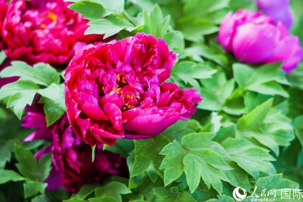 洛陽國家牡丹園牡丹盛開。 人民網(wǎng)記者 魯揚攝