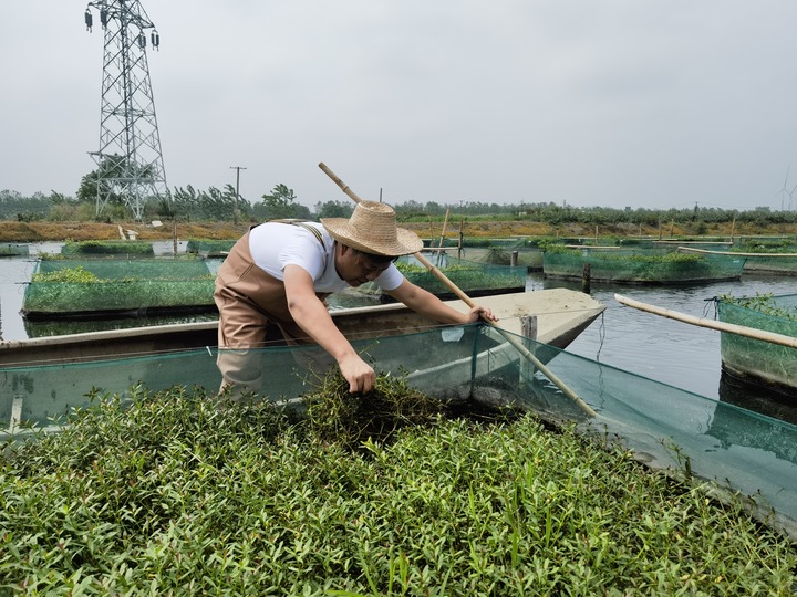 陳樹在湖北省仙桃市剅河鎮(zhèn)余腦村黃鱔繁育基地觀察黃鱔長(zhǎng)勢(shì)。新華社記者宋立崑 攝