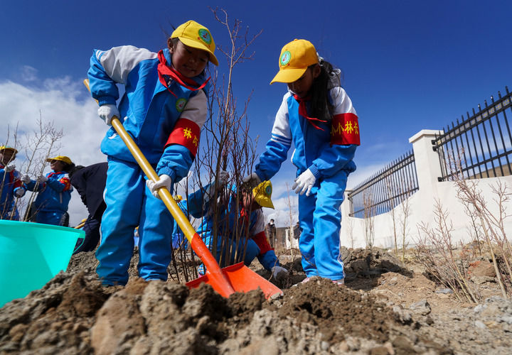 2025年4月25日，西藏那曲市小學(xué)生在植樹。新華社記者 晉美多吉 攝